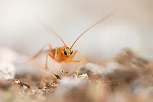 Nature Images Germany Drucke: Marco image of an insect