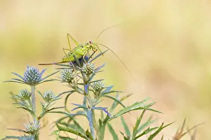 Bilder Datiert 7. August 2019: Marco ist ein Insekt.
