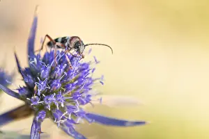 Marco-Bild eines Insekts.