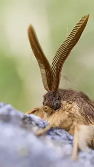 Marco ist ein Insektbild.