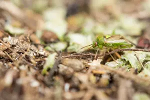 Marco image of an insect