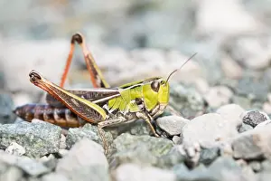 European Grasshopper Species Drucke: Marco image of an insect