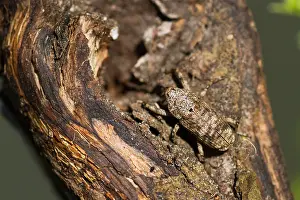 Marco ist ein Bild eines Insekts.