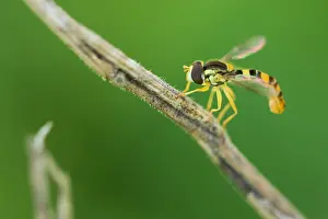 Bilder Datiert 25. August 2019: Marco ist ein Insektbild.