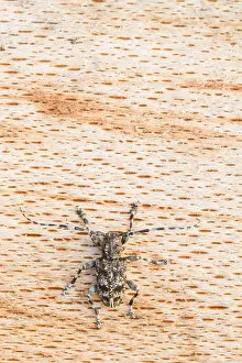 Bilder vom 7. Juli 2013: Marco-Bild eines Insekts