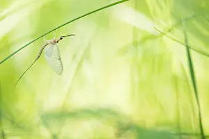 Russian Wildlife Images Drucke: Marco image of an insect