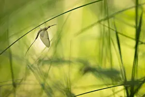 Russian Wildlife Drucke: Marco image of an insect