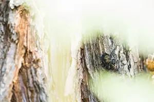 Lepidoptera Species Drucke: Marco image of an insect
