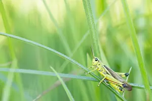 European Grasshopper Species Drucke: Marco image of an insect