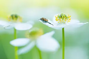 Wildlife In Russia Drucke: Marco image of an insect