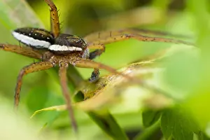Bilder Datiert 18. Juni 2019: Marco ist ein Bild eines Insekts.