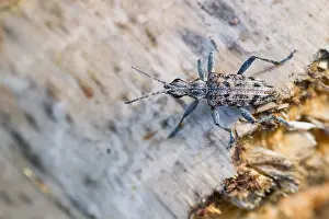 Bilder Datiert 18. Juni 2013: Marco ist ein Insektenbild.