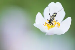 Russian Wildlife Images Drucke: Marco image of an insect