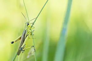 European Grasshopper Species Drucke: Marco image of an insect