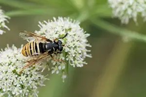 Bilder Datiert 6. August 2019: Marco ist ein Bild eines Insekts.