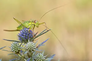 Bilder Datiert 7. August 2019: Marco ist ein Insekt.