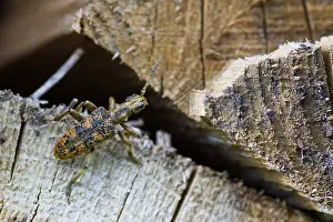 Bilder Datiert 13. Juni 2013: Marco-Bild eines Insekts.