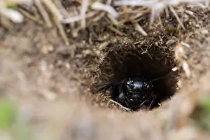Bilder Datiert 11. April 2018: Marco ist ein Bild eines Insekts.