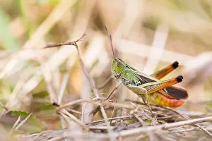 European Grasshopper Species Drucke: Marco image of an insect