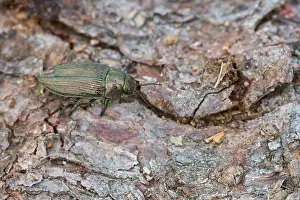 Insect Metamorphosis Process Drucke: Marco image of an insect