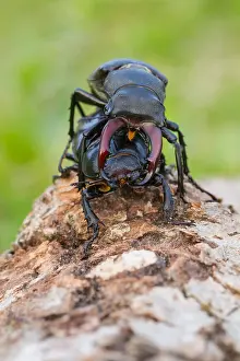 Wildlife Photography Germany Nature Drucke: Marco image of an insect