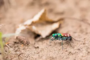 Bilder Datiert 5. Juni 2019: Marco-Bild eines Insekts.