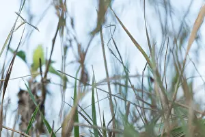 Outdoor Wildlife Photography Drucke: Marco image of an insect