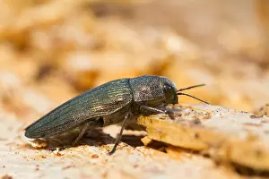 Marco ist ein Bild eines Insekts.