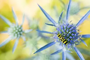Wildlife Fauna Drucke: Marco image of an insect
