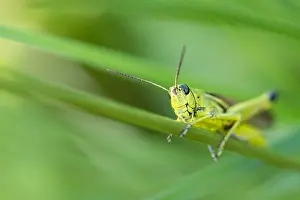 European Grasshopper Species Drucke: Marco image of an insect
