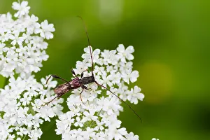 Marco-Bild eines Insekts.