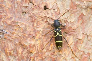 Marco ist ein Bild eines Insekts.