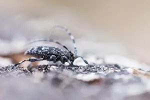 Bilder Datiert 17. Juni 2019: Marco ist ein Insekt.