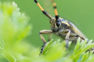Bilder Datiert 30. Mai 2015: Marco ist ein Bild von einem Insekt.