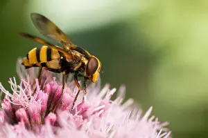 European Hoverfly Species Drucke: Marco image of an insect