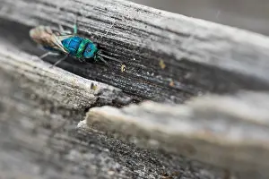 Bilder Datiert 3. August 2019: Marco-Bild eines Insekts