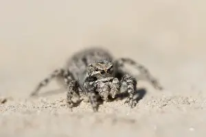 Bilder Datiert 29. Mai 2015: Marco ist ein Insektenbild.