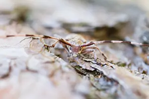 Bilder Datiert 13. April 2014: Marco ist ein Bild eines Insekts.