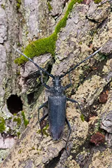 German Fauna And Flora Images Drucke: Marco image of an insect