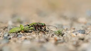 Marco ist ein Bild eines Insekts.