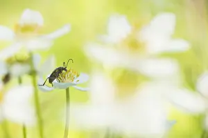 Bilder Datiert 19. Juni 2019: Marco ist ein Insekt.