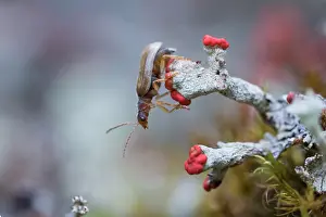 Asian Wildlife Images Drucke: Marco image of an insect