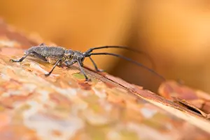 Asia Nature Photography Drucke: Marco image of an insect