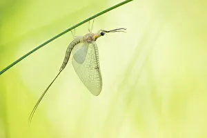 Bilder Datiert 19. Juni 2019: Marco-Bild eines Insekts.