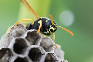 European Paper Wasp Drucke: Marco image of an insect