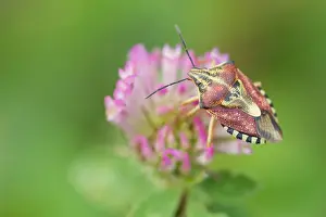 Outdoor Insect Photography Drucke: Marco image of an insect