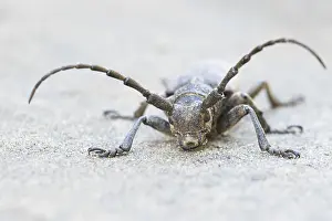 Asia Wildlife Images Drucke: Marco image of an insect