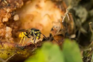 Bilder Datiert 25. August 2019: Marco ist ein Insektbild.