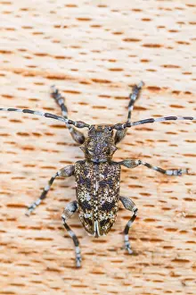 Bilder vom 7. Juli 2013: Marco ist ein Insektbild.