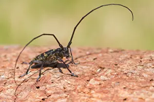 German Nature Photography Outdoors Drucke: Marco image of an insect